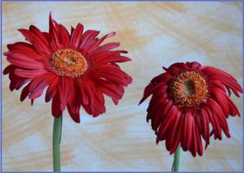 esempio di fiore con acqua in cui sono state messe le ceramiche