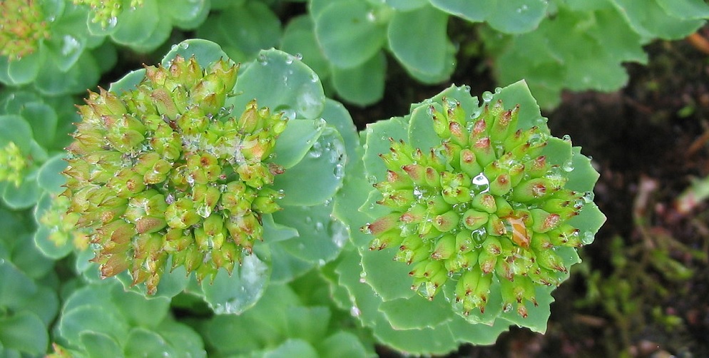 Rhodiola rosea per stress, attività fisica e fame nervosa