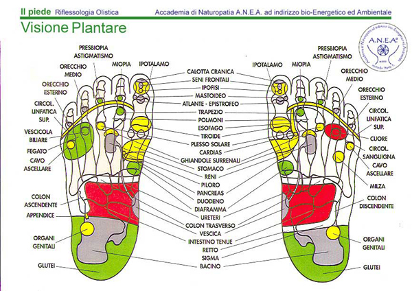 riflessologia mappa del piede